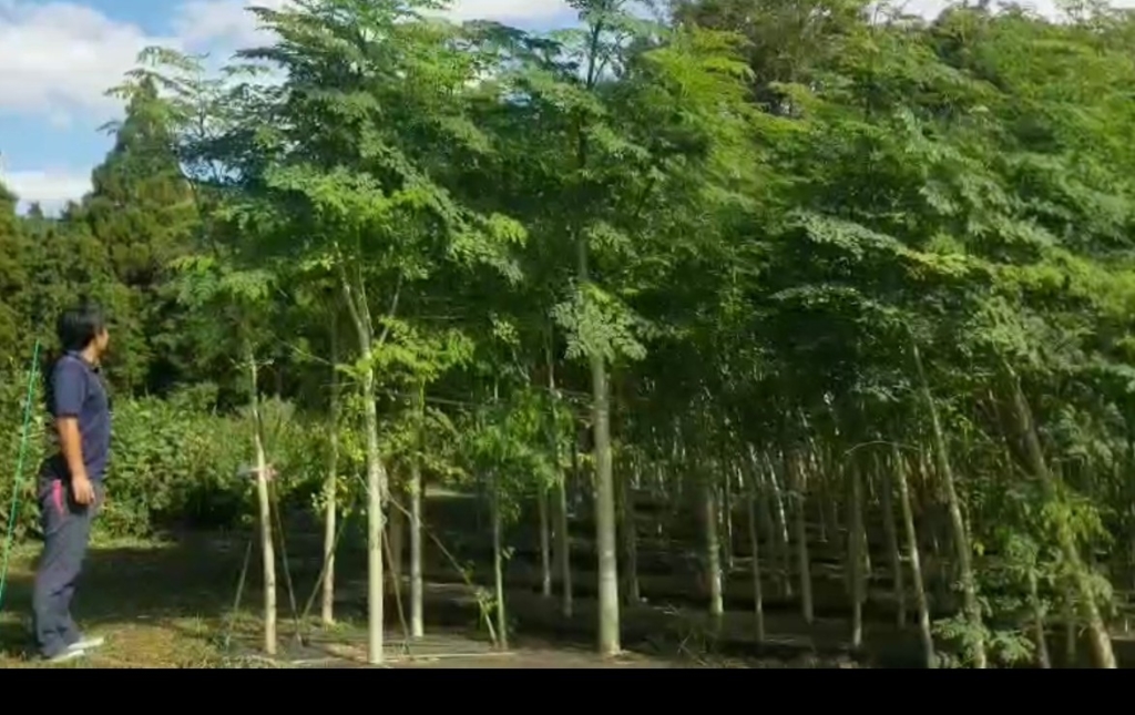 夏休みの宿題にモリンガの研究はいかがでしょうか – 天草モリンガ 